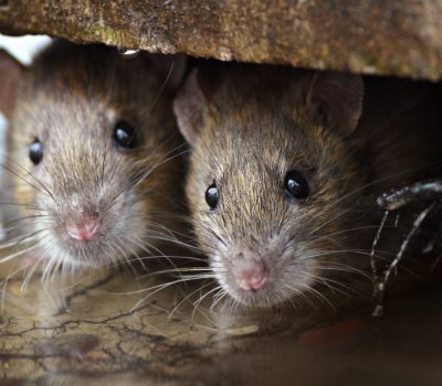 roedores